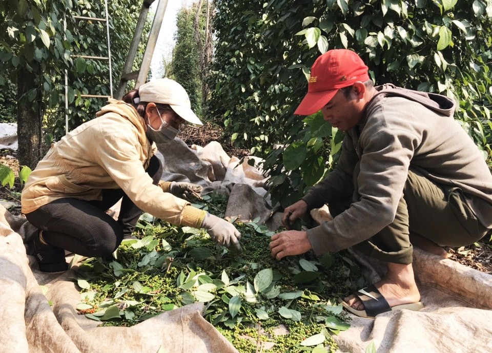 Giá tiêu đồng loạt tăng trở lại