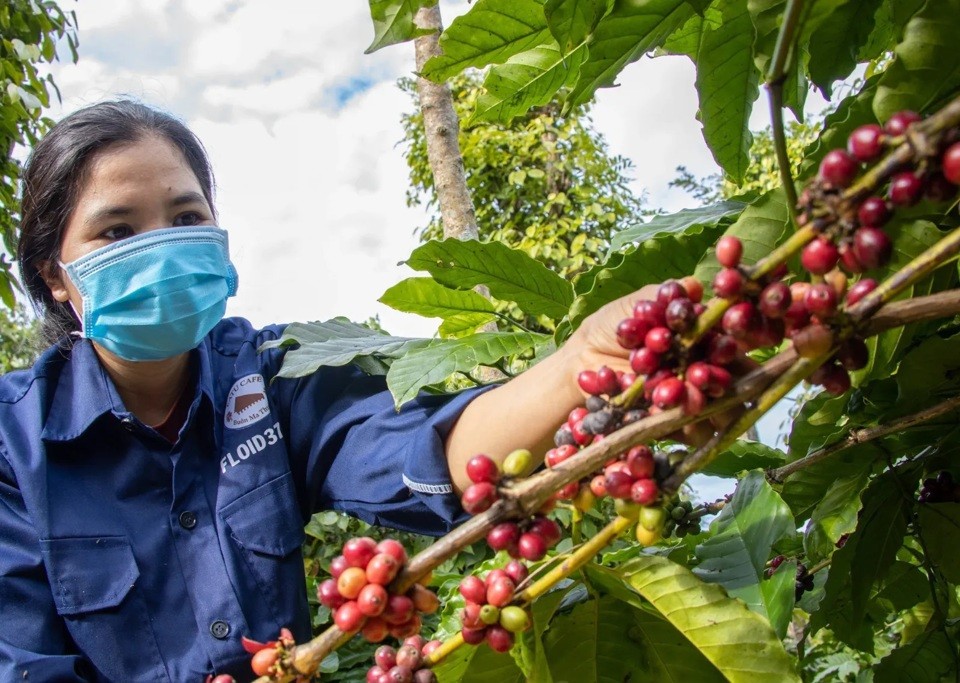 Chuyên gia dự báo thế nào về giá cà phê tuần này?