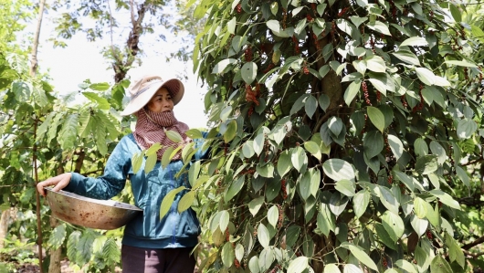 Giá tiêu tiếp tục tăng cao, nông dân không vội bán