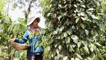 Giá tiêu tiếp tục tăng cao, nông dân không vội bán