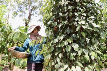 Giá tiêu tiếp tục tăng cao, nông dân không vội bán