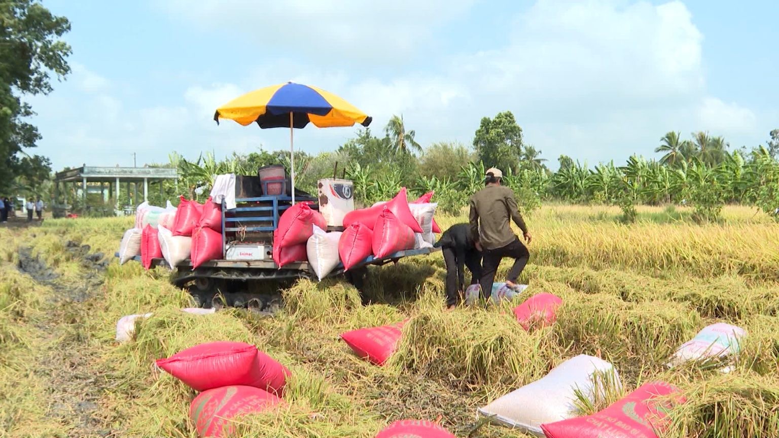 Gạo xuất khẩu của Việt Nam tăng giá trở lại