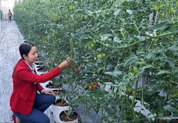 An Giang: Huyện Phú Tân nhân rộng mô hình nông nghiệp ứng dụng công nghệ cao
