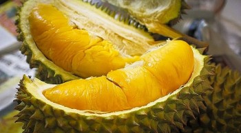 Sầu riêng mất 