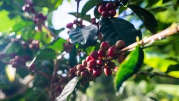 Giá cà phê trong nước bất ngờ giảm mạnh