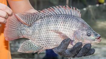 Mỹ là thị trường tiêu thụ lớn nhất cá rô phi Việt Nam