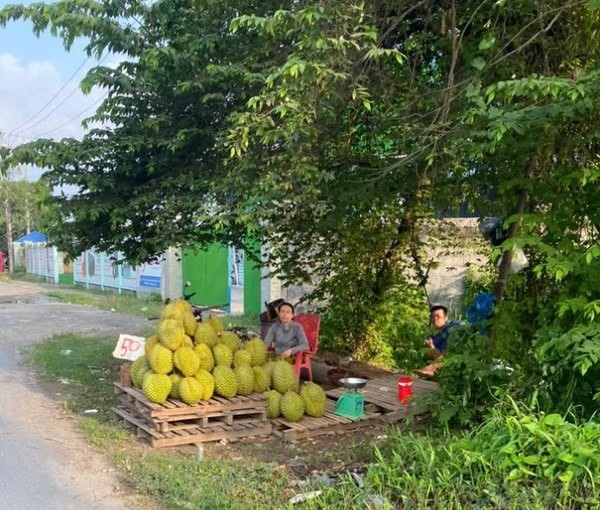 Nhà vườn phải tự mình ra ven đường bán sầu riêng. Ảnh Vĩnh Tường