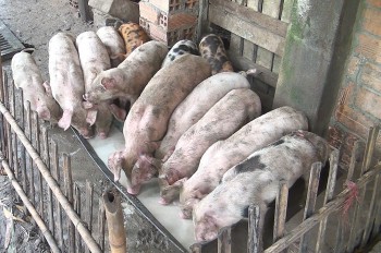 Giá heo hơi tiếp tục 