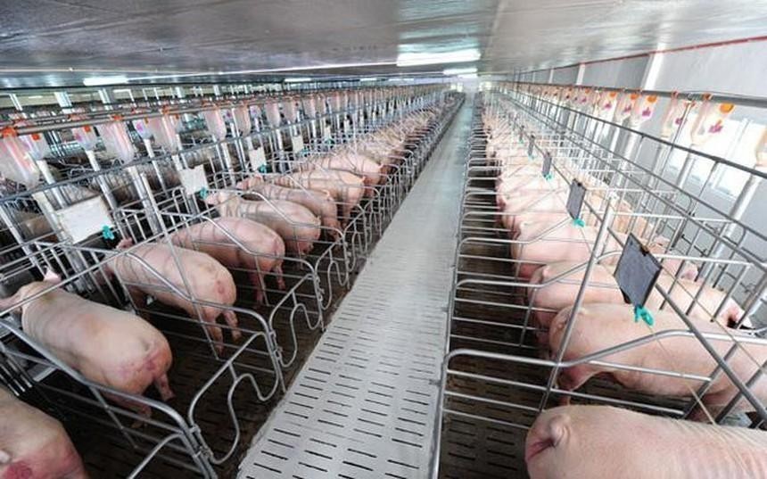 Giá thịt heo tăng, doanh nghiệp chăn nuôi lãi lớn