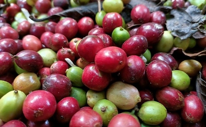 Thị trường cà phê hồi hộp đợi giá mới sau kỳ nghỉ dài