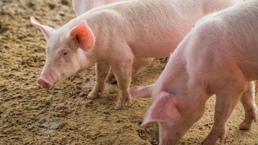Nguồn cung dồi dào, sức mua chậm khiến giá heo hơi đi xuống