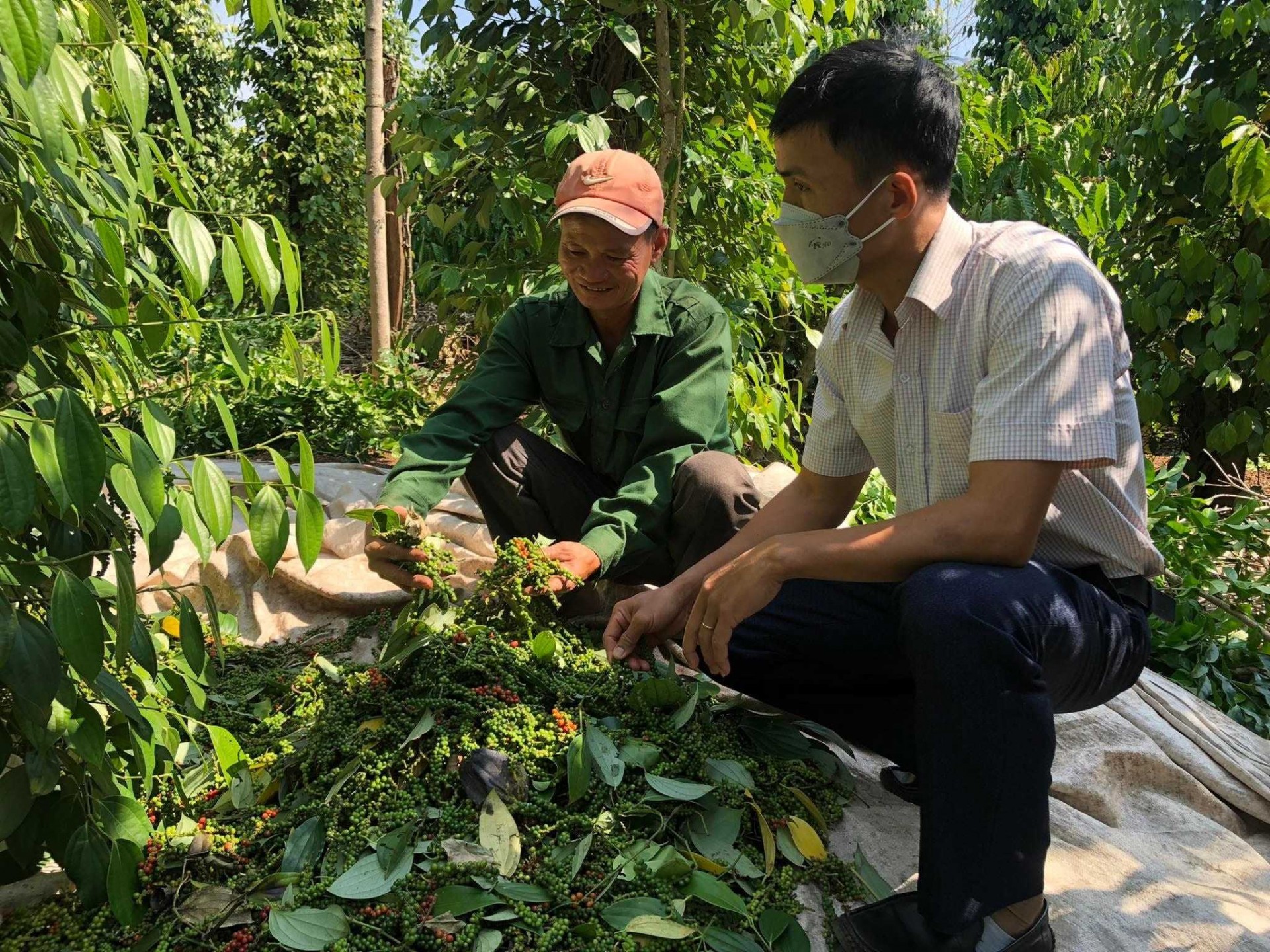 Giá tiêu giảm nhẹ tại Đắk Nông và Đắk Lắk