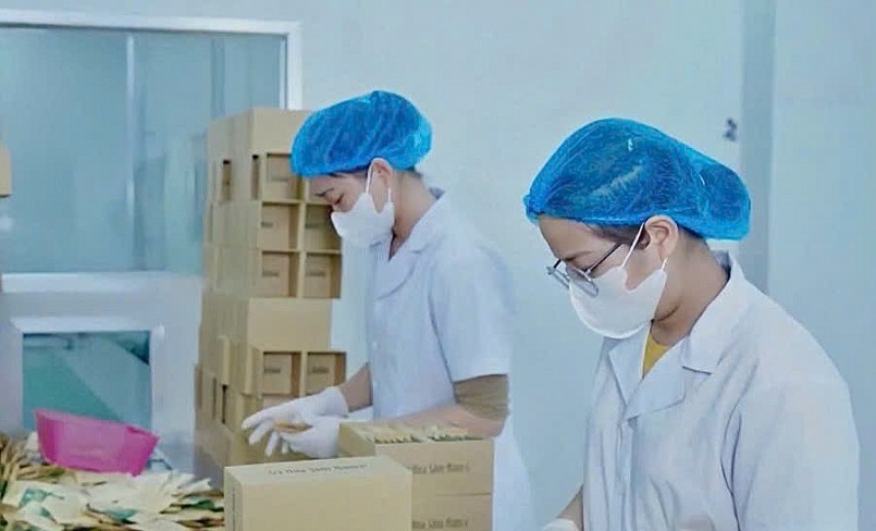 Lạng Sơn: Đa dạng hóa sản phẩm từ cây dược liệu làm trọng điểm phát triển kinh tế địa phương