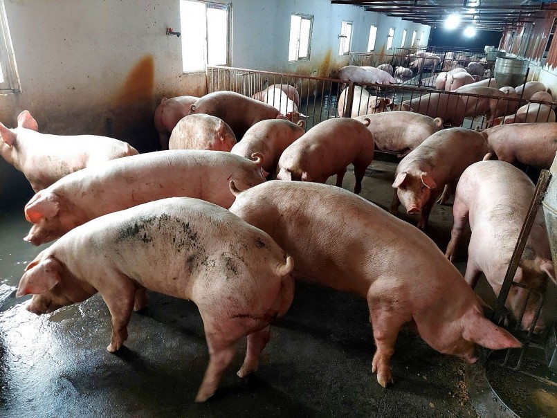 Giá heo hơi tăng nhẹ tại miền Nam