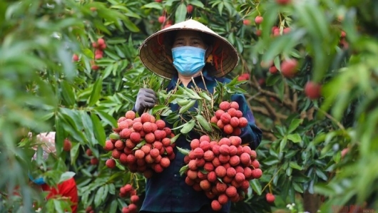 Vải thiều niên vụ 2025 được mùa: Hơn 300.000 tấn chờ khai thác thị trường xuất khẩu