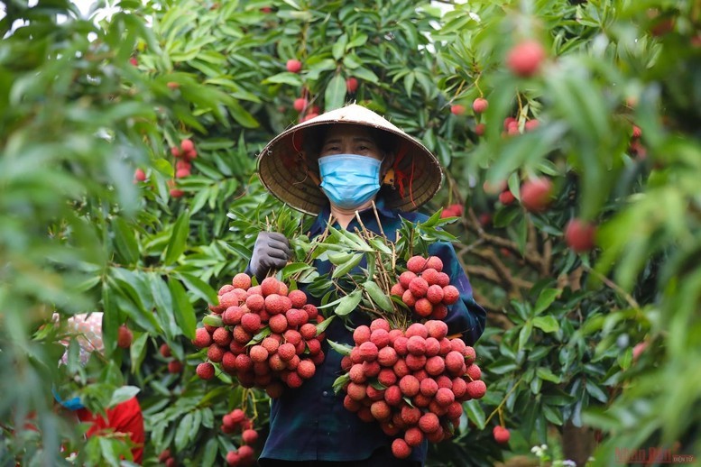 Niên vụ 2025, Bắc Giang tiếp tục dẫn đầu cả nước với sản lượng dự kiến 165.000 tấn, 
