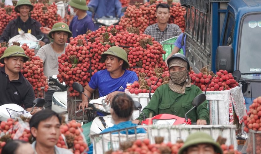 Vải thiều niên vụ 2025 được mùa: Hơn 300.000 tấn chờ khai thác thị trường xuất khẩu