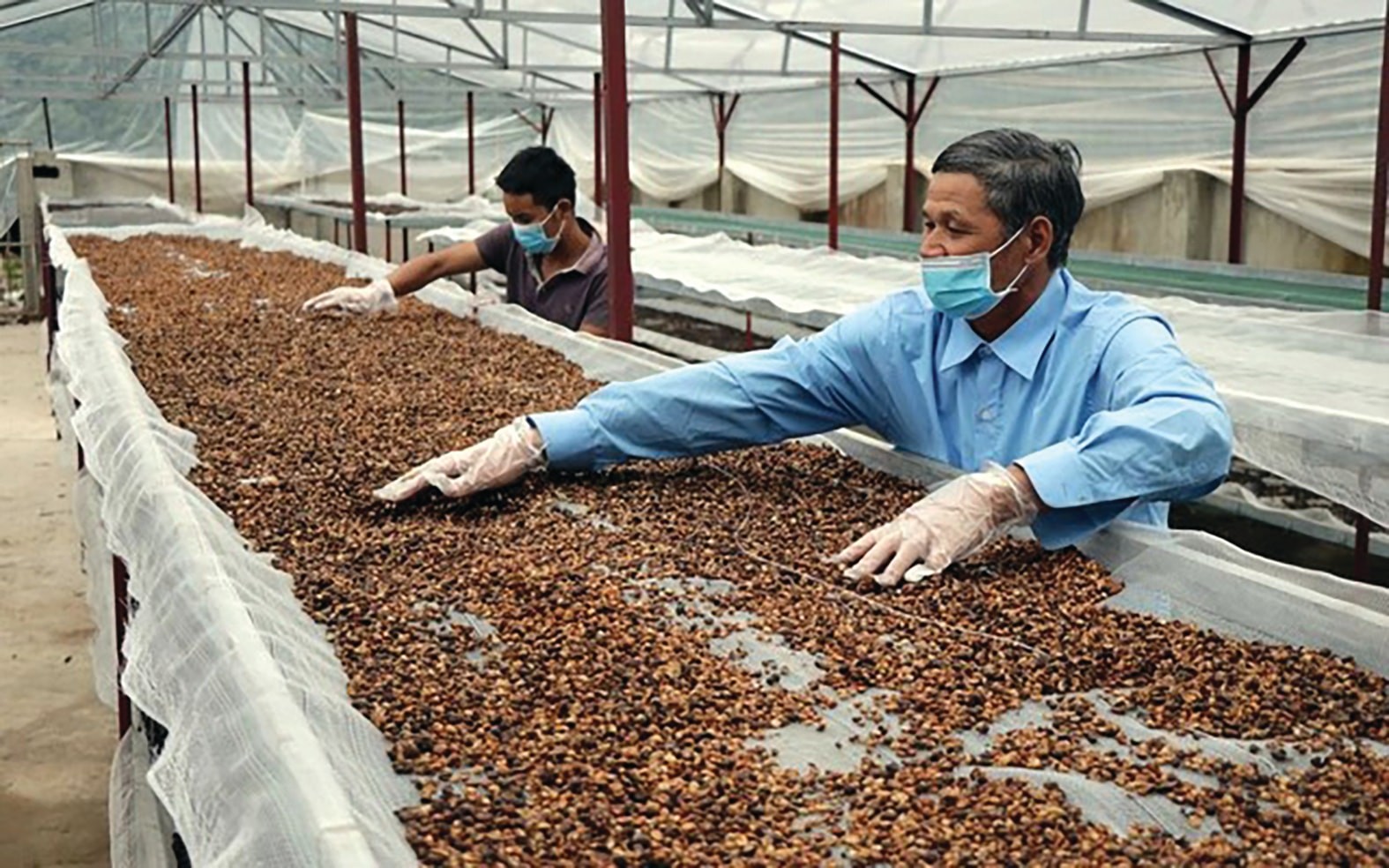 Giá cà phê trong nước giảm mạnh theo đà thế giới, arabica tăng nhẹ
