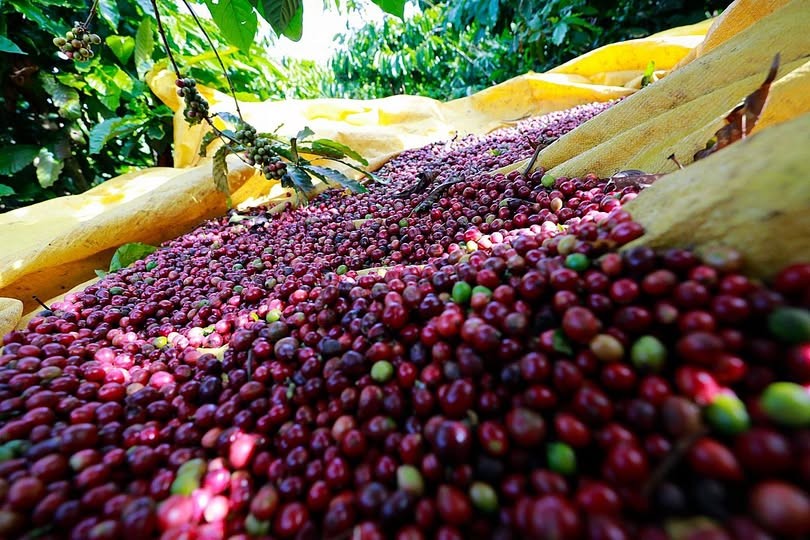 Giá cà phê được kỳ vọng vượt mốc 130.000 đồng/kg trong tuần này