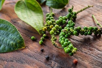 Giá hồ tiêu sẽ thủng mốc 150.000 đồng/kg?