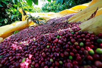 Giá cà phê được kỳ vọng vượt mốc 130.000 đồng/kg trong tuần này