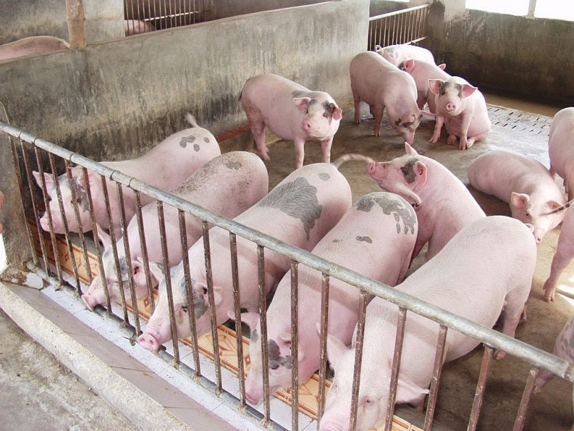 Giá heo hơi “đóng băng” toàn quốc: Chờ sóng mới?