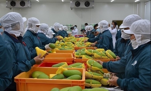 Nông sản bứt phá, trụ cột mới thúc đẩy tăng trưởng xuất khẩu đầu năm 2025