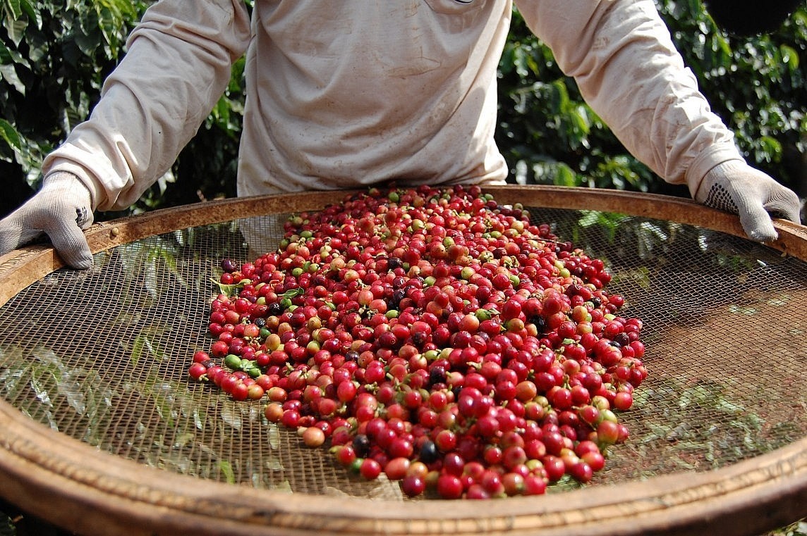 Giá cà phê thế giới bật tăng mạnh, thị trường trong nước sắp đảo chiều?