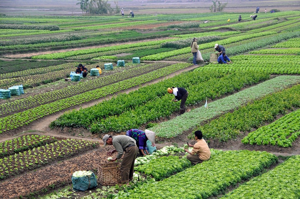 Miễn thuế sử dụng đất nông nghiệp đến năm 2030: Chính sách thiết thực thúc đẩy nông nghiệp hiện đại