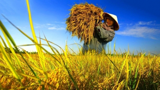 Việt Nam sẽ trở thành nhà nhập khẩu và xuất khẩu gạo lớn thứ hai thế giới