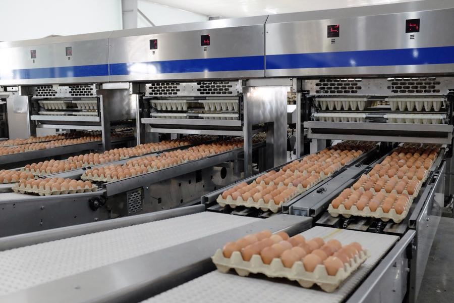 Chăn nuôi nội địa tăng tốc giành lại thị phần 33 tỷ USD