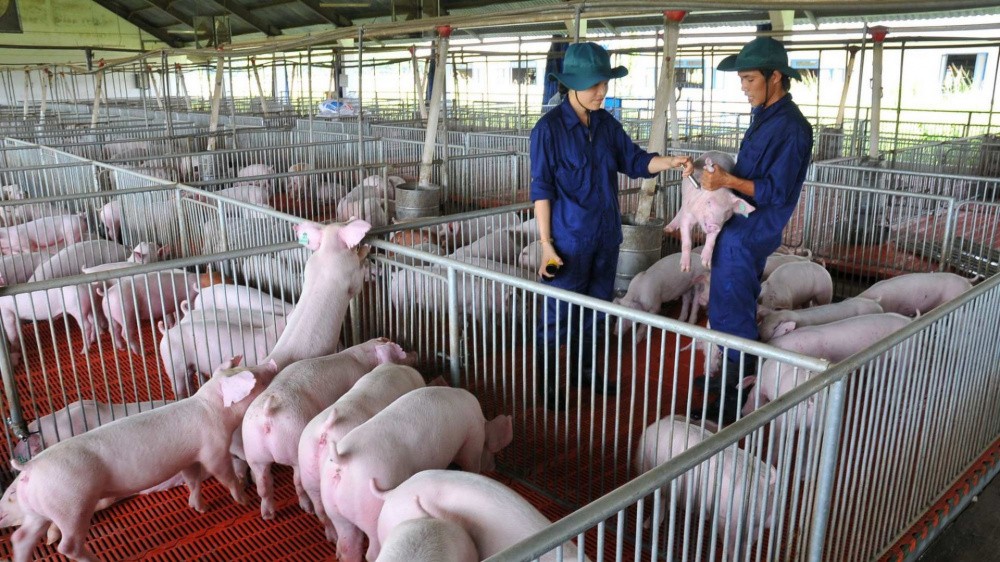 Chăn nuôi nội địa tăng tốc giành lại thị phần 33 tỷ USD
