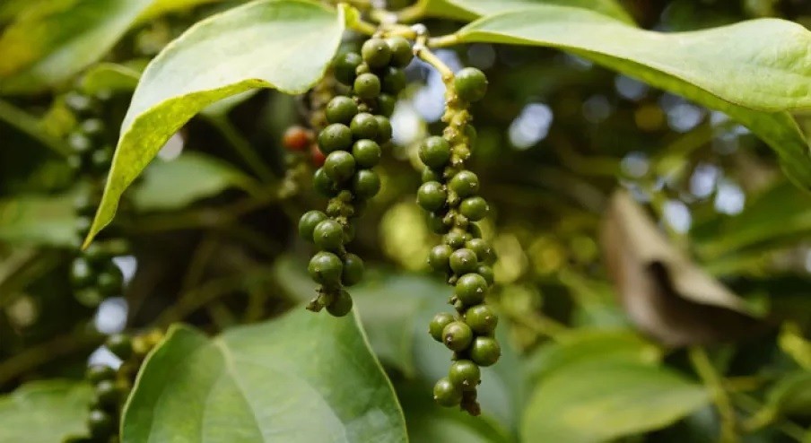 Giá tiêu ổn định ở mức cao trong bối cảnh xuất khẩu giảm