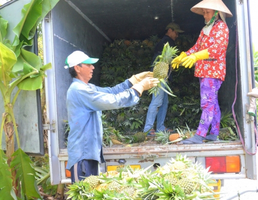 Kiên Giang: Mô hình trồng khóm – cau – dừa mang lại thu nhập cao, nông dân phấn khởi
