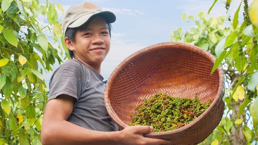 Thị trường tiêu nội địa giằng co, giá quốc tế có xu hướng nhích nhẹ