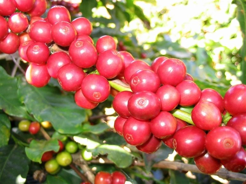 Giá cà phê Tây Nguyên giảm sốc tới 2.500 đồng/kg