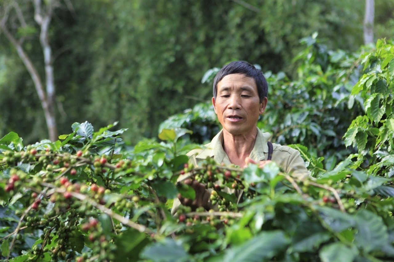 Thị trường cà phê nội địa và thế giới đồng loạt giảm mạnh