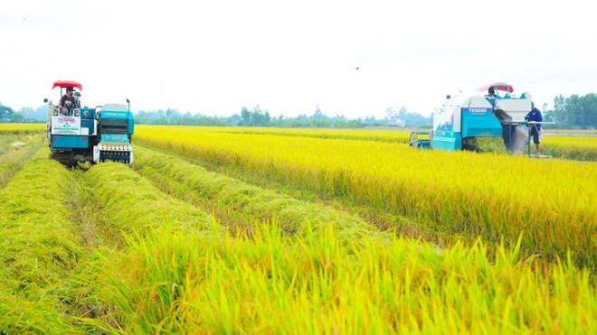 Gạo Việt xanh phát thải thấp được kỳ vọng giúp nâng cao giá trị và mở ra cơ hội cho hạt gạo Việt Nam tại các thị trường khó tính. Ảnh: Mỹ Ly