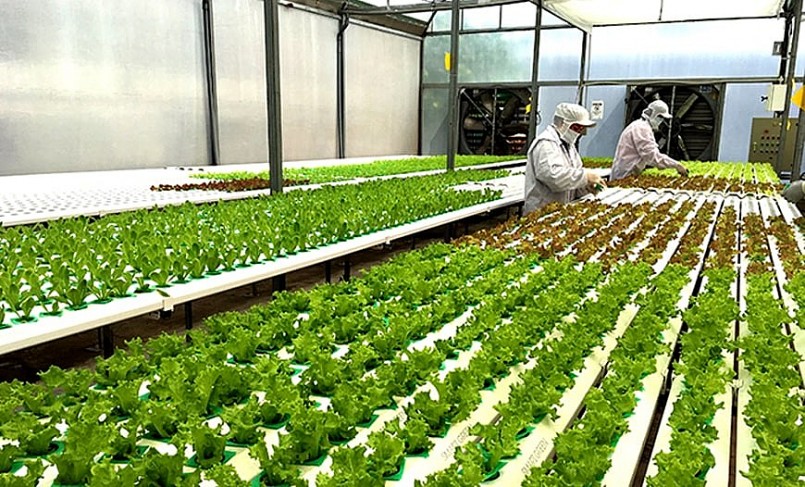 Nhật Bản hỗ trợ gần 160.000 USD phát triển nông nghiệp hữu cơ tại Đồng Tháp