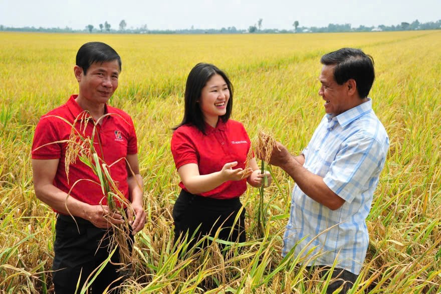 Ông Nguyễn Cao Khải - Giám đốc HTX Tiến Thuận giới thiệu với cán bộ Agribank về những ưu điểm khi trồng lúa chất lượng cao, phát thải thấp