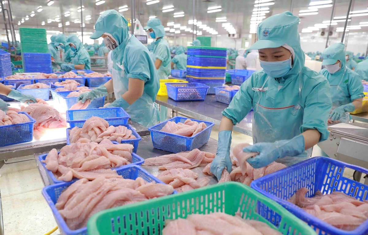 Đã đến lúc cá tra Việt trở về “chính danh” trên mâm cơm nội địa