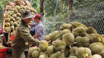 Gỡ nút thắt cho sầu riêng Việt: Kiểm soát từ gốc, mở lối xuất khẩu sang Trung Quốc