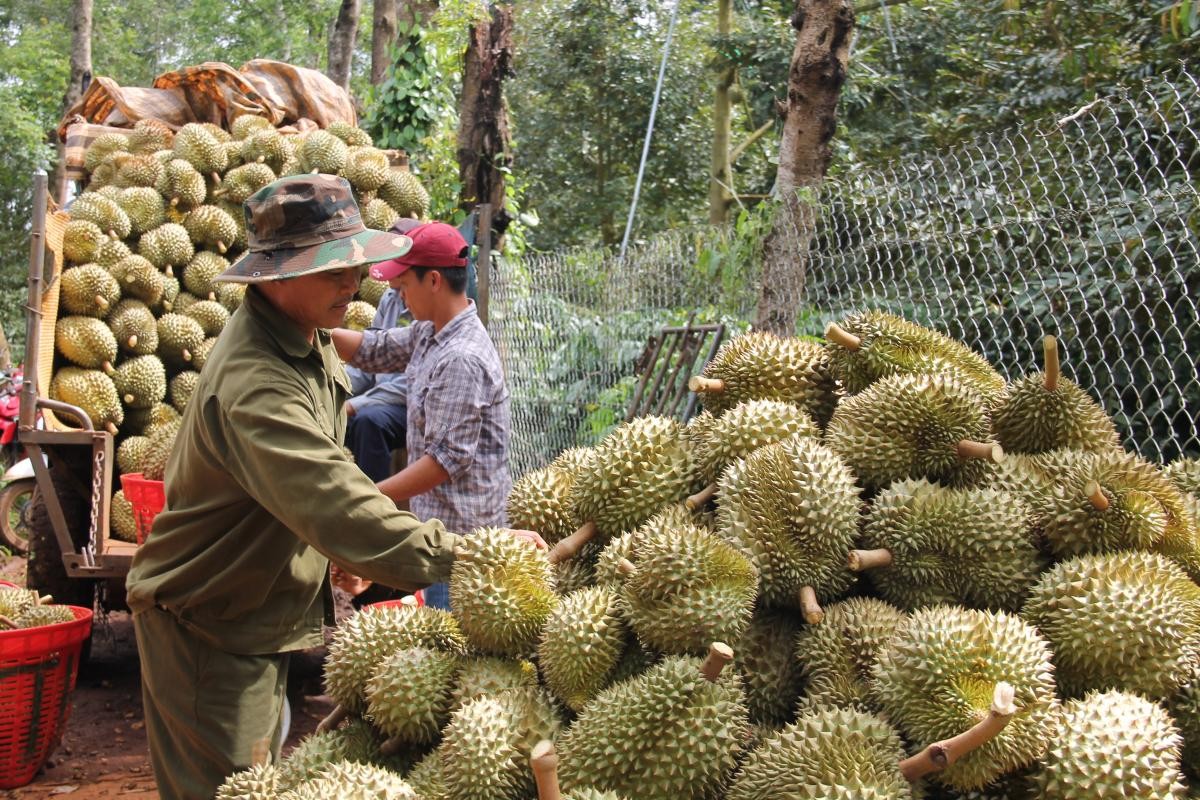 Gỡ nút thắt cho sầu riêng Việt: Kiểm soát từ gốc, mở lối xuất khẩu sang Trung Quốc