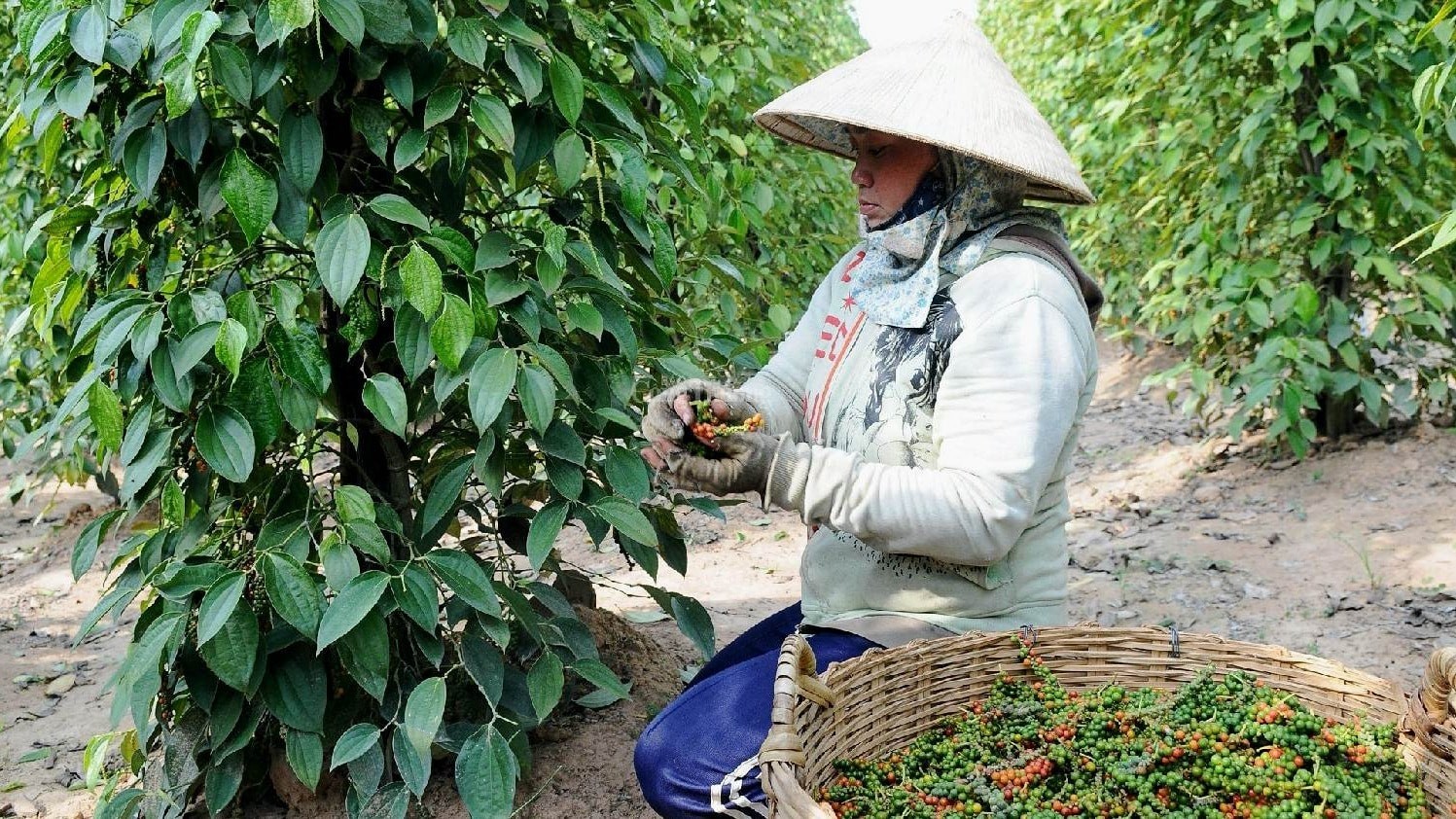 Giá tiêu trong nước giảm nhẹ, xuất khẩu vượt 10.500 tấn trong nửa đầu tháng 5