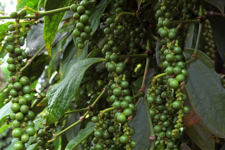 Giá tiêu trong nước đi ngang, xuất khẩu sang Anh tăng mạnh gần gấp đôi