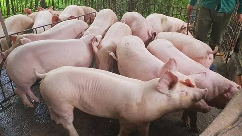 Giá heo hơi duy trì ổn định, miền Nam tiếp tục dẫn đầu lợi nhuận