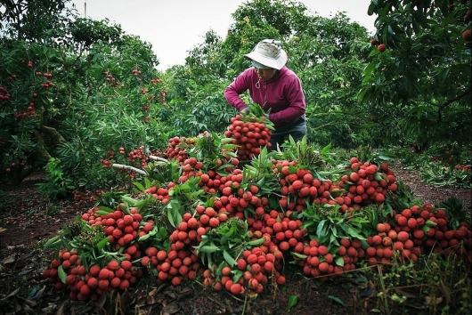 Vải Đắk Lắk được mùa, được giá, nông dân thắng lớn