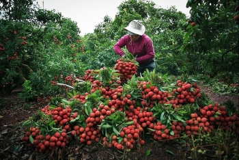 Vải Đắk Lắk được mùa, được giá, nông dân thắng lớn