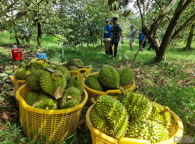 Thủ tướng chỉ đạo ngăn chặn thao túng thị trường sầu riêng