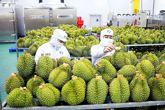 Thủ tướng chỉ đạo ngăn chặn thao túng thị trường sầu riêng